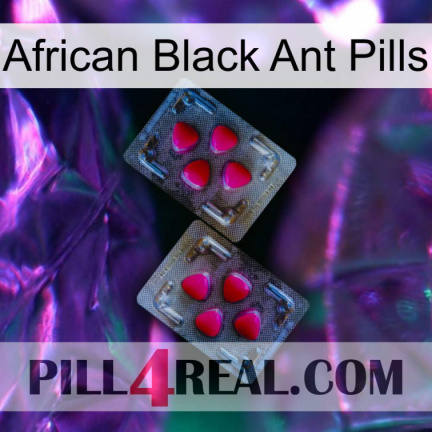 African Black Ant Pills 15